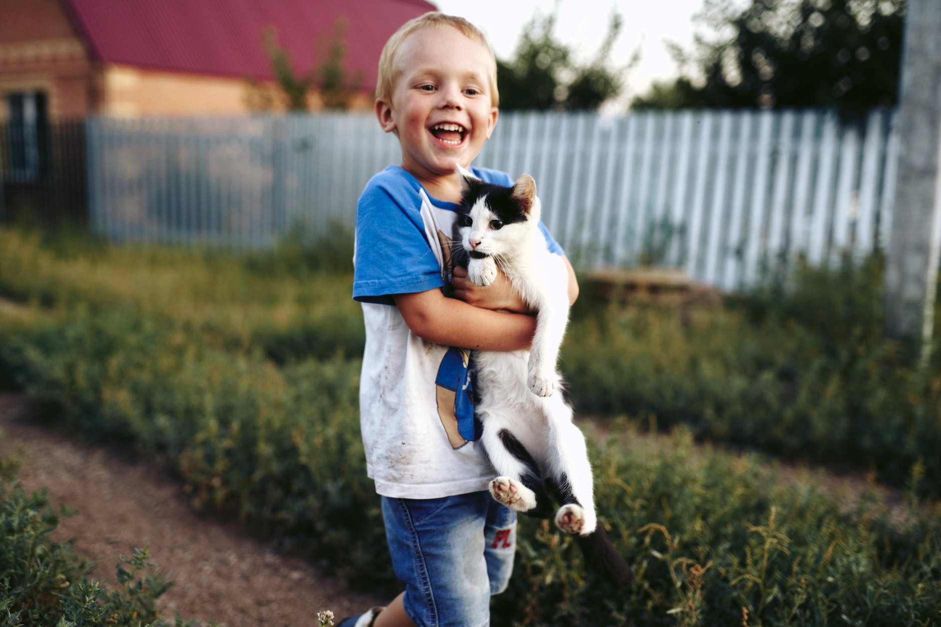 A happy boy in a blue and white t-shirt and shorts is awkwardly carrying a white and black cat in a garden.