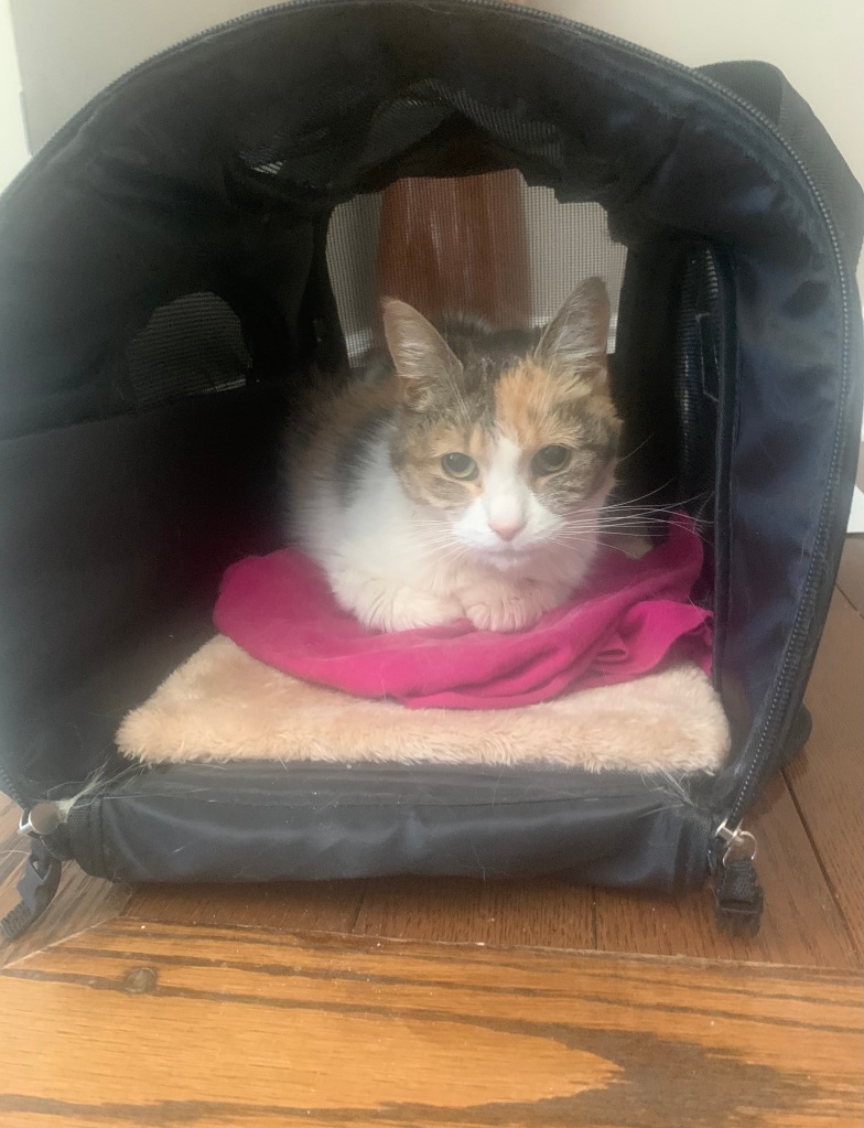 My calico cat is awake sitting on a pink cloth inside her cat carrier.
