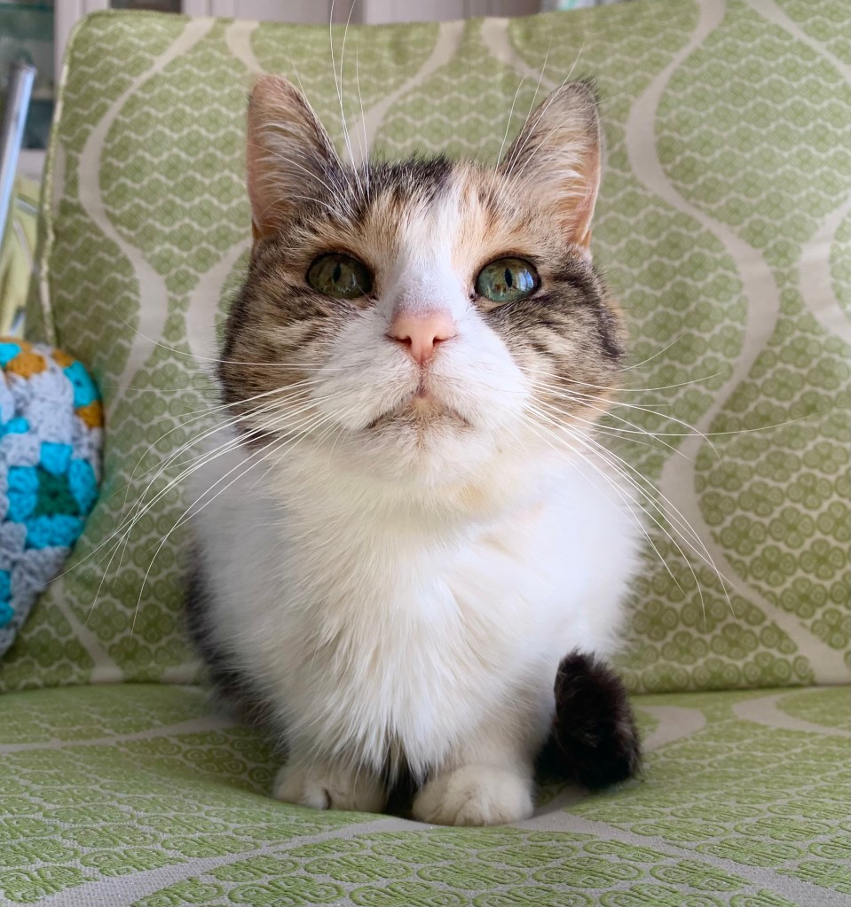 My calico cat is staring up at me with big green eyes as she sits on a green chair.