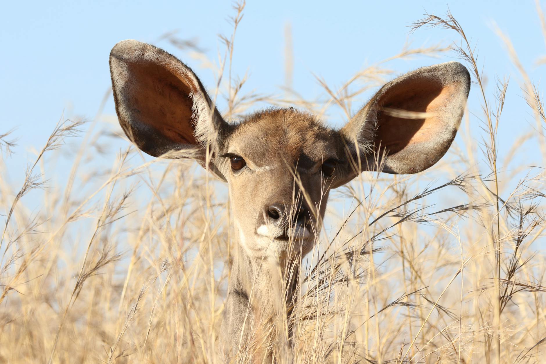 A large-eared deer is looking over some golden grasses. Only it's head is visible.
