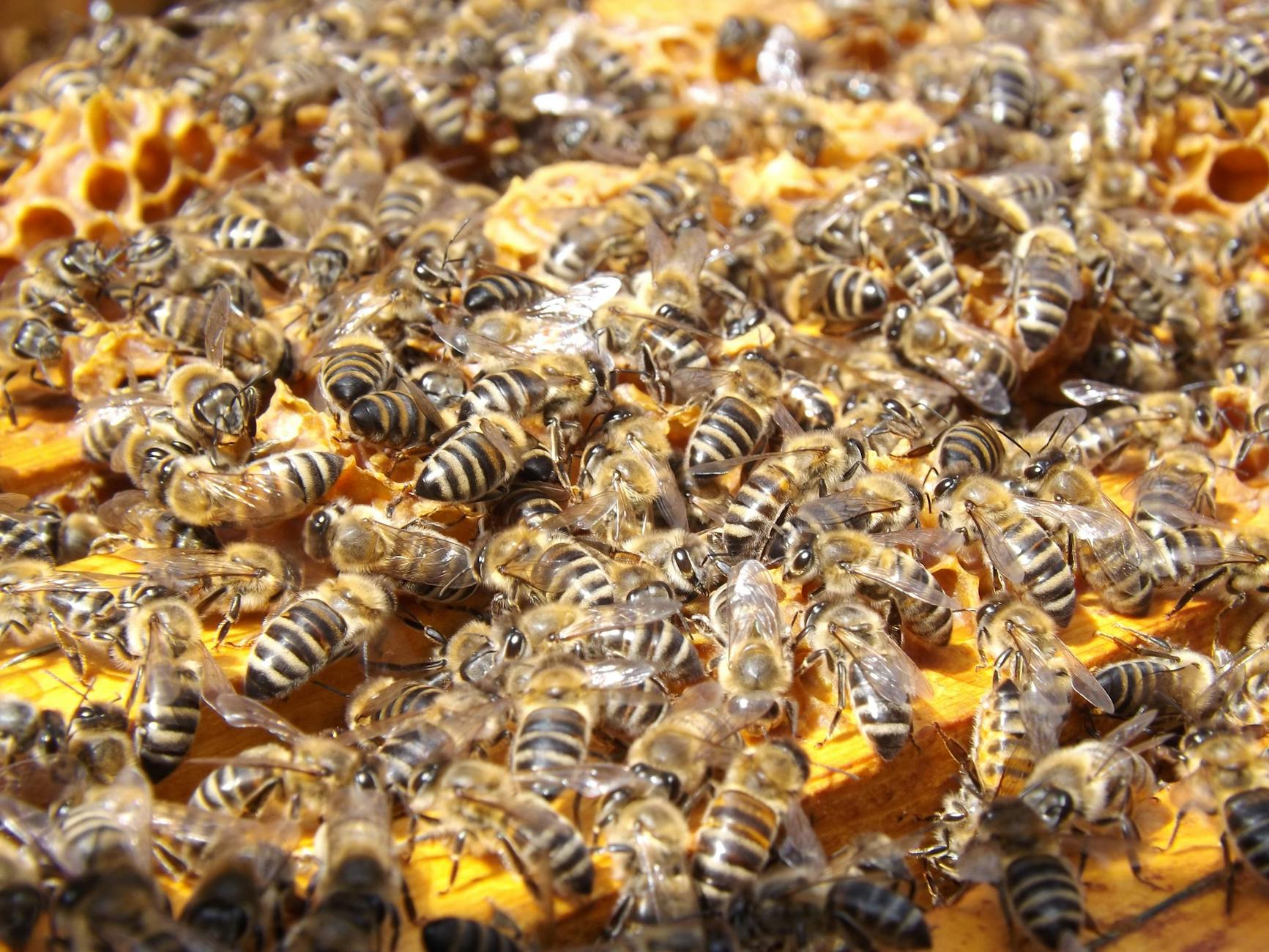 A multitude of bees in a bee hive.