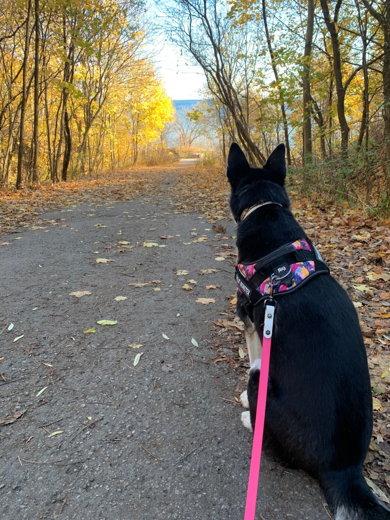 A black dog gazes down a trail leading to the water. The trees on either side are yellow. It's autumn.