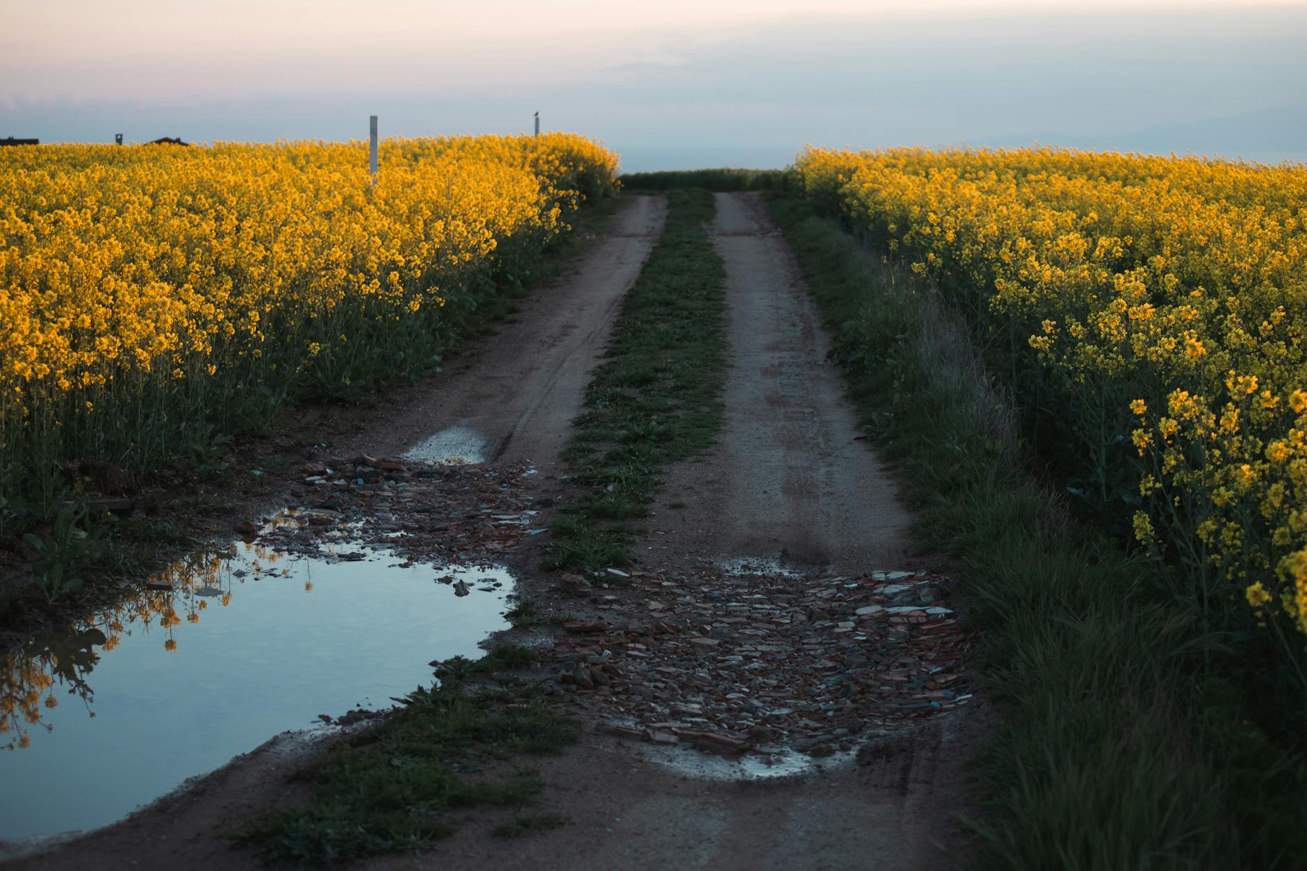 A country dirt road with rain soaked potholes. Fields of yellow flowers are on either side of the road.