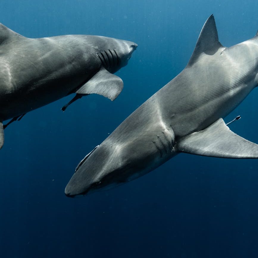 Two sharks swimming in opposite directions.