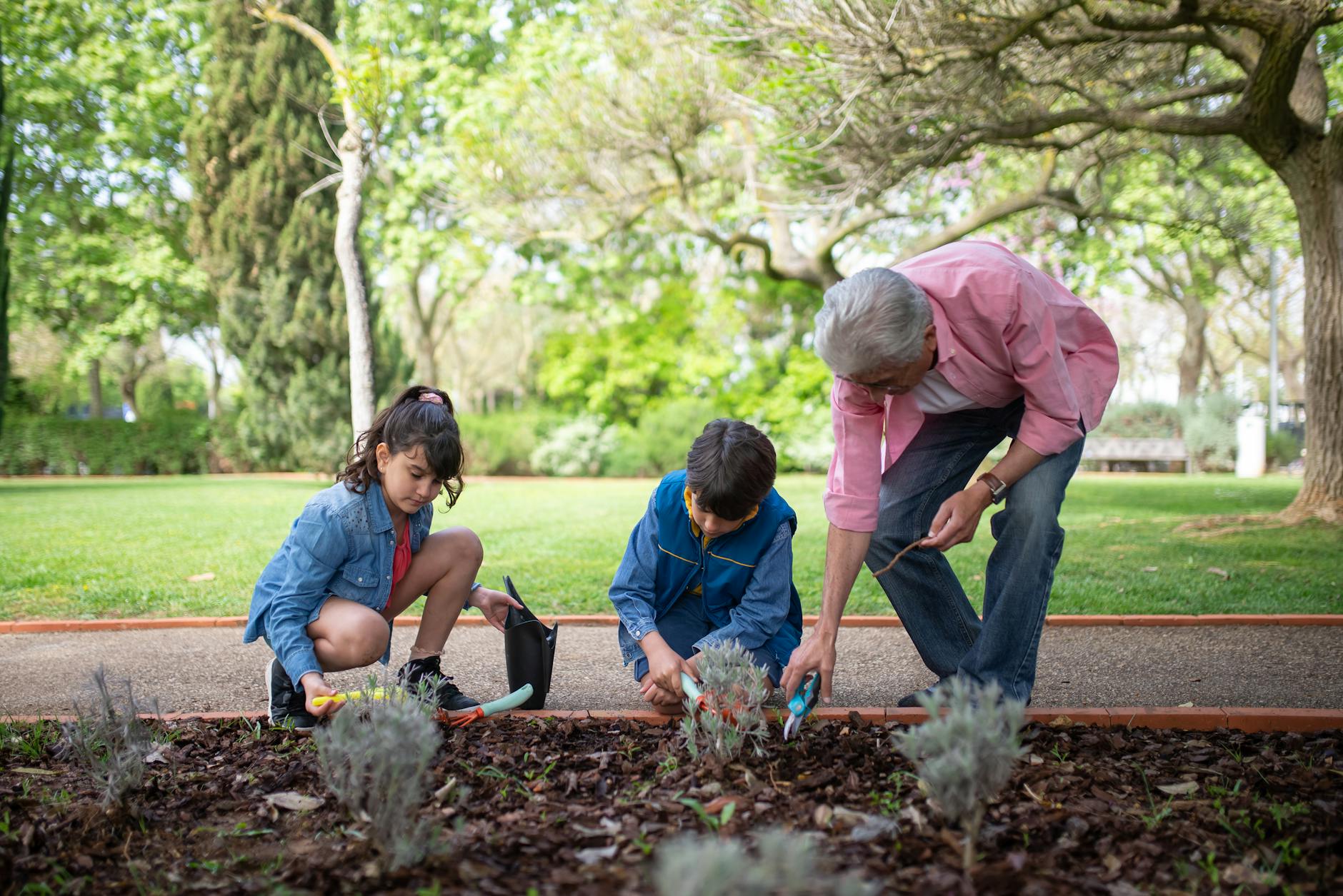 A grey haired man helps two children garden.