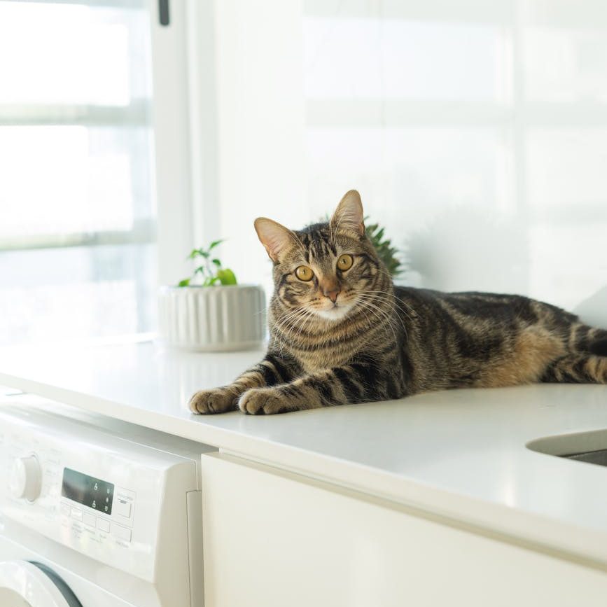 A tabby cat looks quizzically at the viewer while lying on a white counter  over a washing machine.