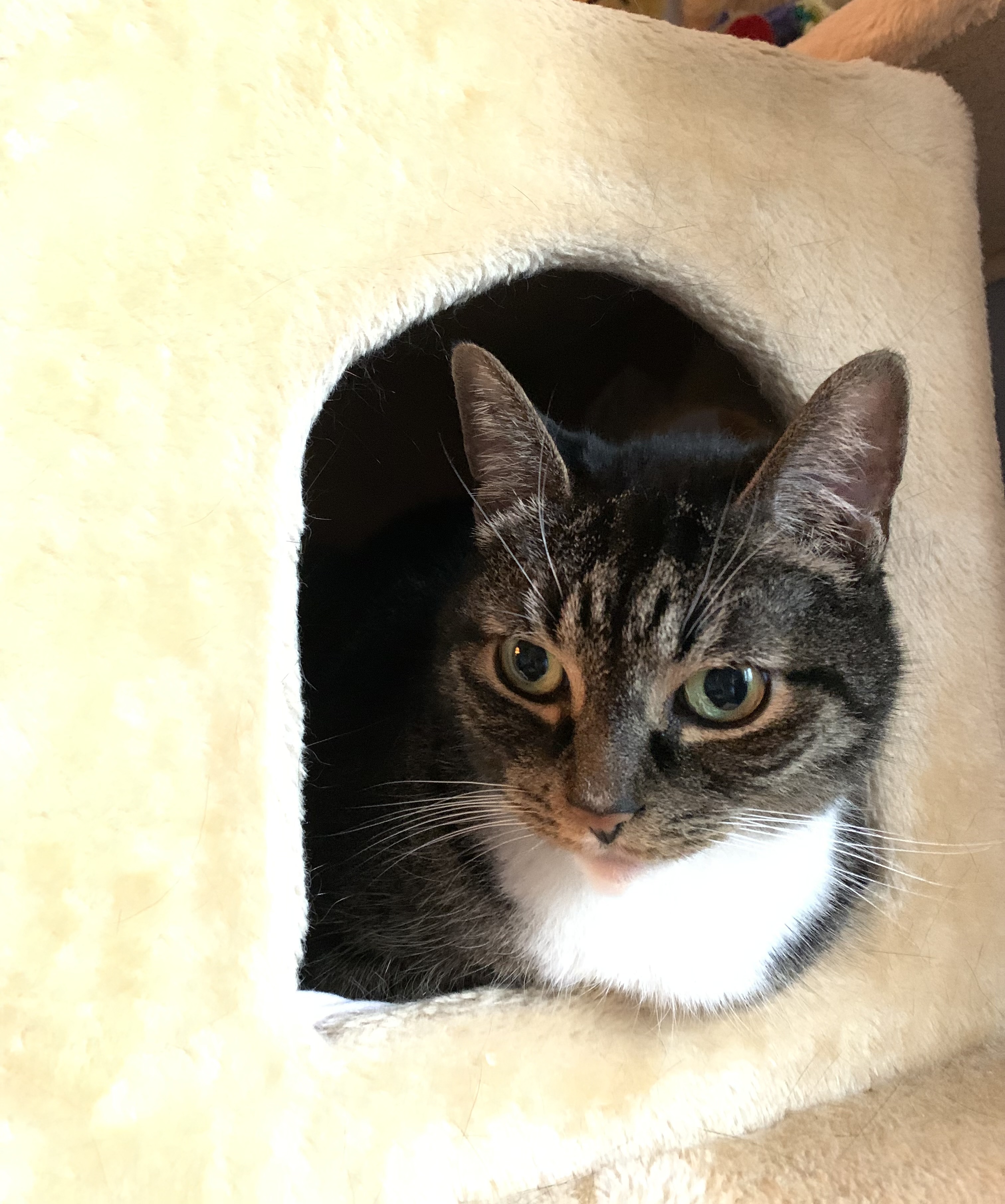 The author's tabby cat peeking out of her cat tree.