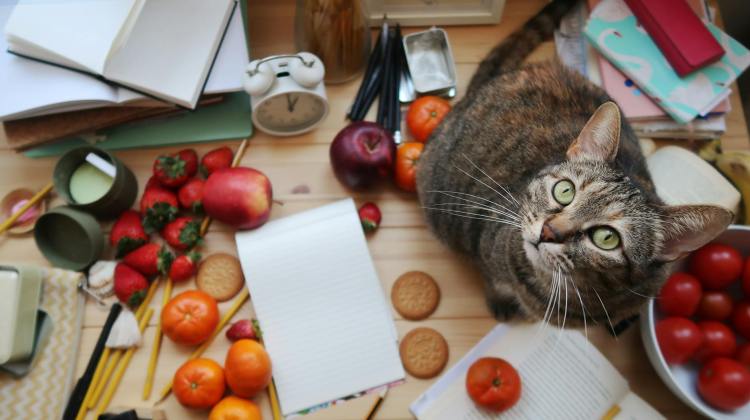 A cat looks up from a table with a mess of fruit, pencils, note books and a clock.