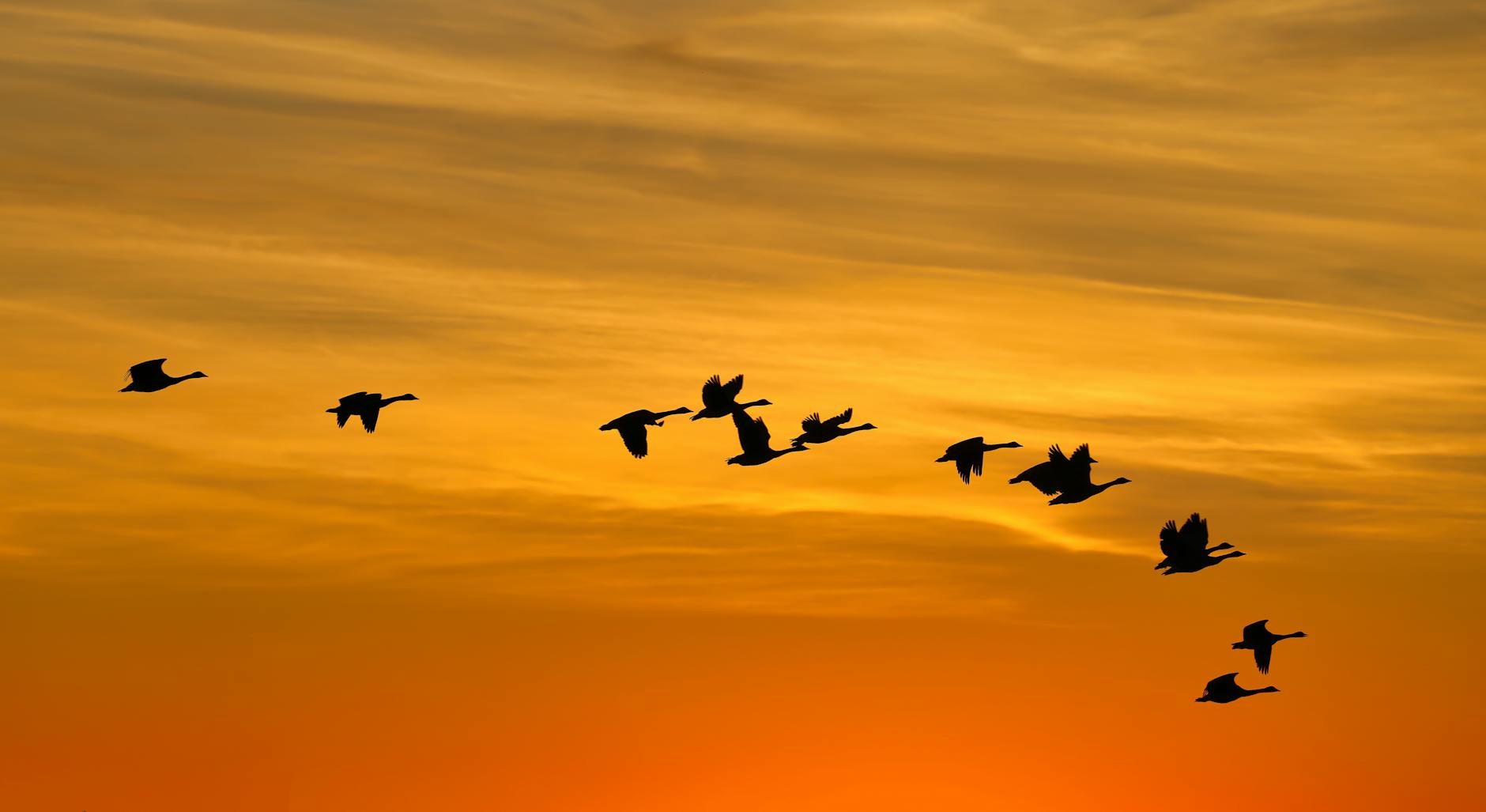 Geese flying in a V-formation across an orange sky.