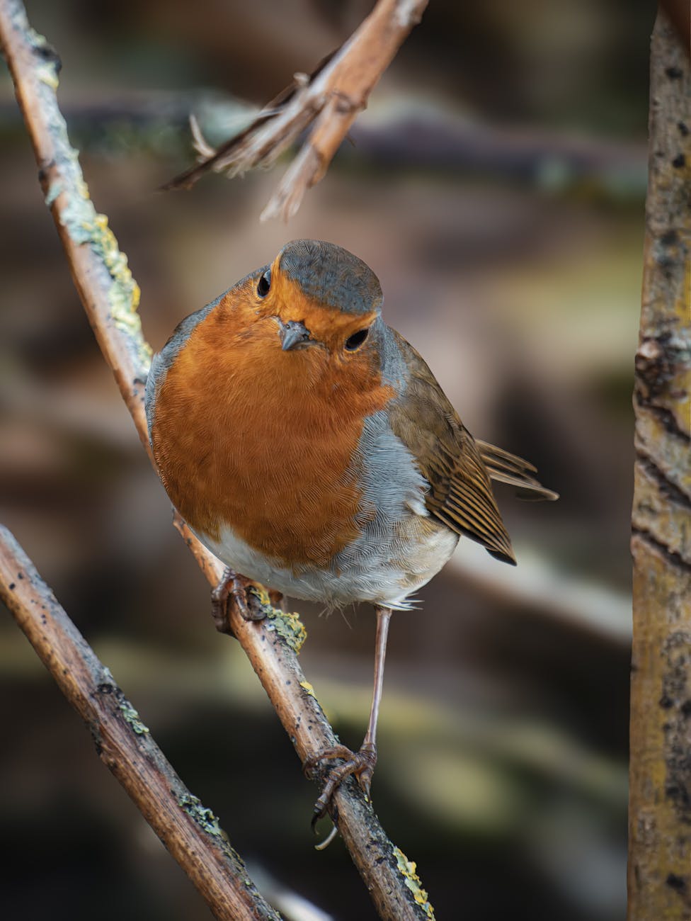 A robin sits on a branch.