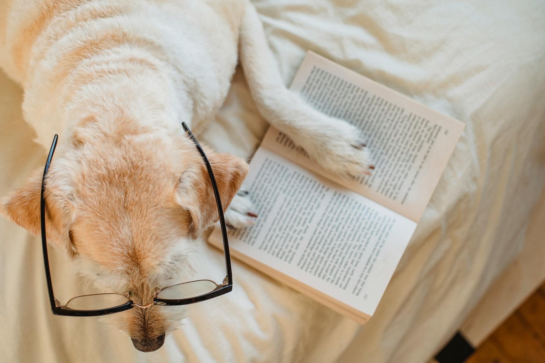 A dog lies next to an open book. He has his paw on the book and reading glasses on his head.