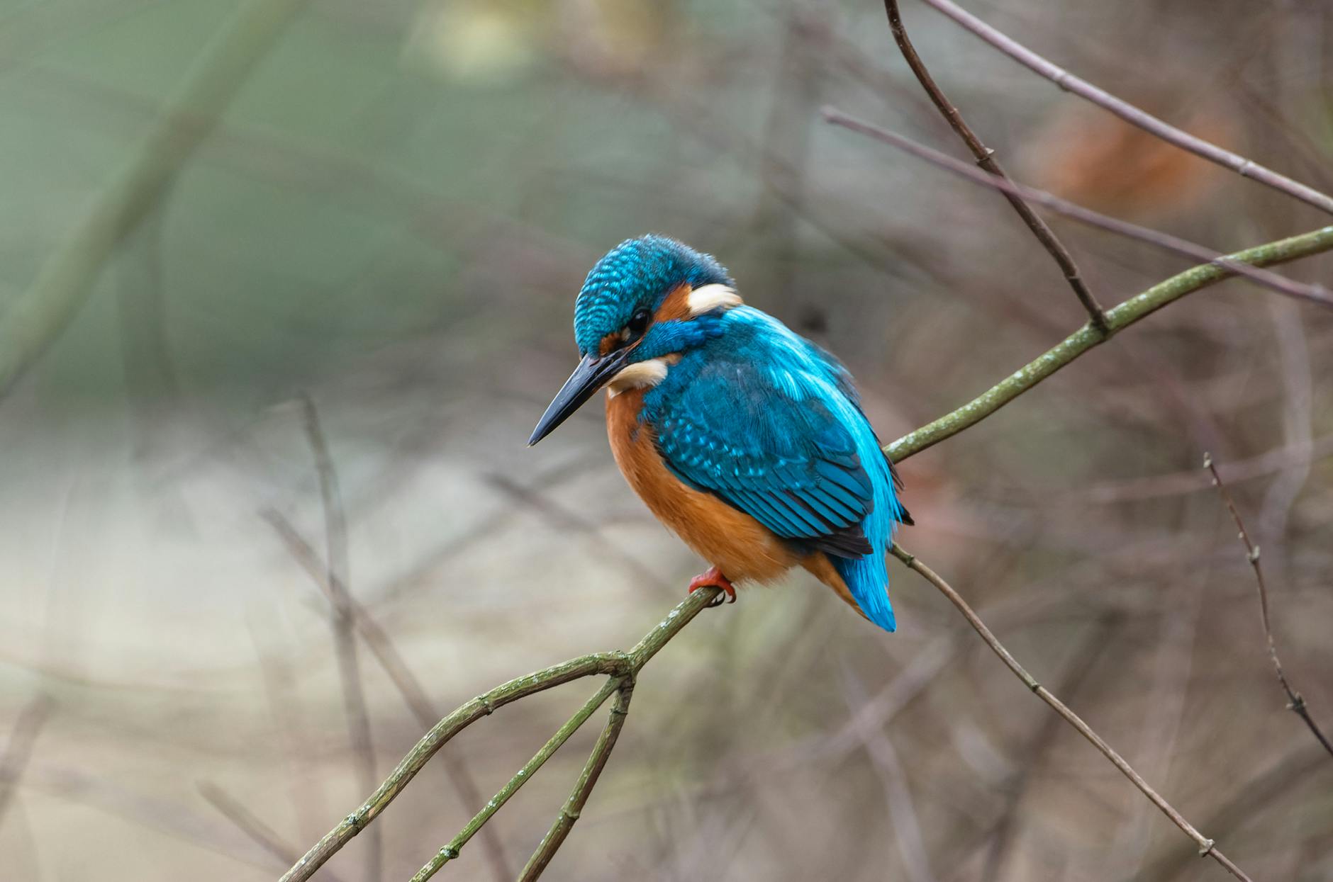 A kingfisher.
