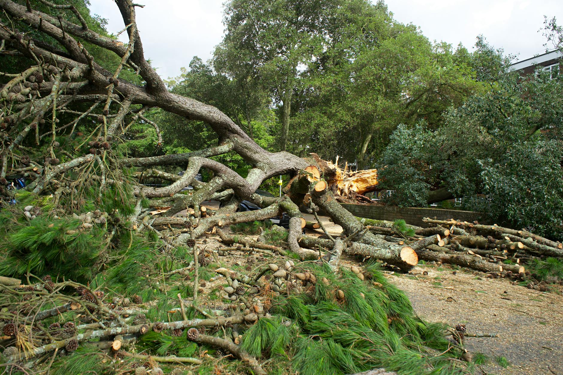 A tree fallen down in a storm.